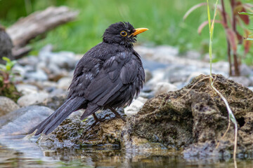 Amsel (Turdus merula) Männchen