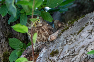 Steinkauz (Athene noctua) Jungvogel