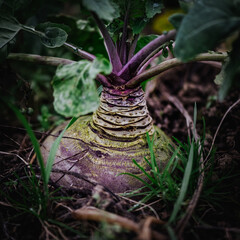 Nahaufnahme einer Bio Steckrüebe, rutabaga mit Blättern in der Erde im Garten