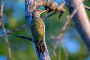 Grünspecht (Picus viridis) Jungvogel