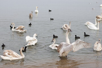 Swans winter on the sea. A flock of swans near the shore.