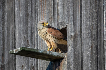 Turmfalke (Falco tinnunculus) M&auml;nnchen