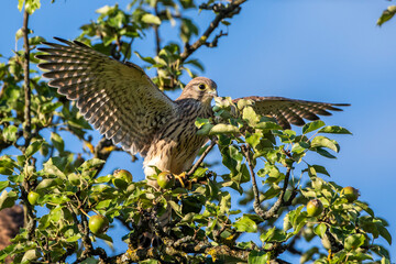 Turmfalke (Falco tinnunculus) Jungvogel, Flugübungen