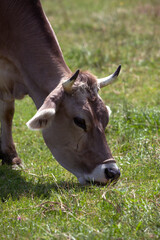 Ox in a a erd of cows on a meadow