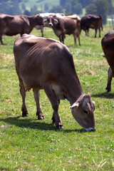 Portrait of a high yielding cow