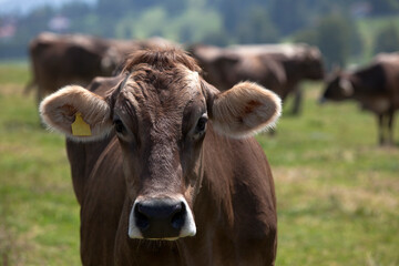 Portrait of a high yielding cow