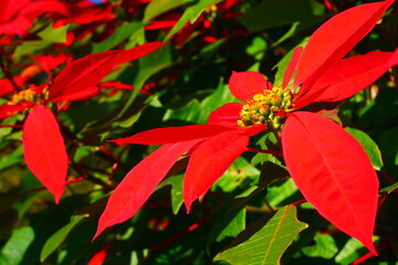 ポインセチア (poinsettia)