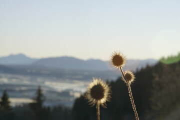 Sicht auf die Allg&auml;uer Alpen zum Sonnenaufgang mit schneebedeckten Gipfeln
