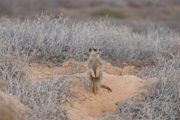 Das Erdmännchen (Suricata suricatta) oder meerkat  ist ein kleiner Mungo, der im südlichen Afrika vorkommt. Hier in der Nähe von Oudtshorn, Südafrika.