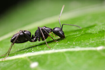 Ants on wild plants, North China