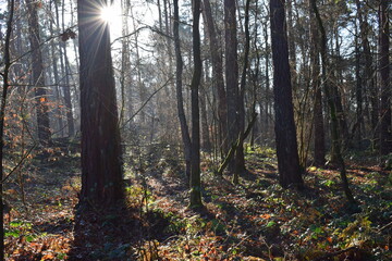 Fototapeta premium Wald