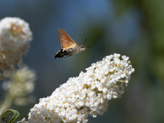 Taubenschwänzchen am Sommerflieder