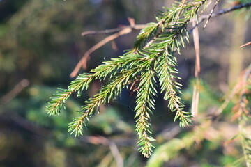 Wald