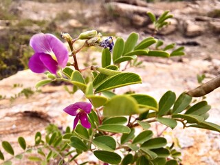 
beautiful flowers they are near a lake and here in the northeast they are very frequent.