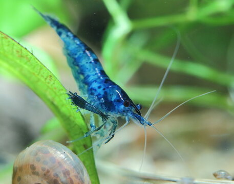 garnele , natur, makro, tier, green, fisch, wasser, dragonfly, wild lebende tiere, aquarium, sommer, sch&ouml;n, blatt, fl&uuml;gel, fliege, blau, sch&ouml;nheit, wild, close up, neocaridina, close up, bunt, black, 
