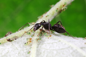 Ants on wild plants, North China