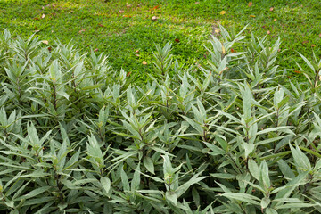 Background light green garden. Isolated Background for copy..