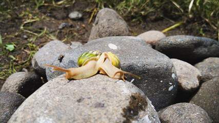 The snail moves like a worm by replacing the rotating body shrinkage for reaching out, at a slow rate