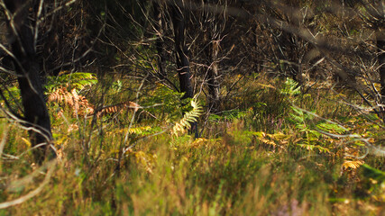 Paysage forestier des Landes, aux allures automnales.  Les foug&egrave;res virent au jaune, tandis que les bruy&egrave;res demeurent &eacute;clatantes