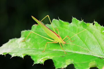 Katydids on wild plants, North China