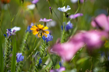 Wildflower meadow