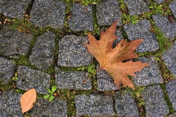 autumn leaves on a stone