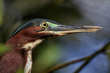 Green heron head shot with natural background. Butorides virescens.