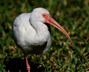 Single blue eyed White ibis up close.
