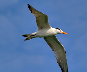 Royal tern in flight up close with blue sky background. Thalasseus maximus.