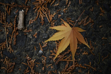 道に落ち葉