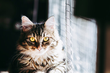 Portrait d'un adorable chaton tigré au poil angora