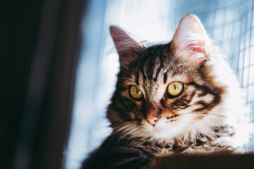 Portrait d'un adorable chaton tigré au poil angora