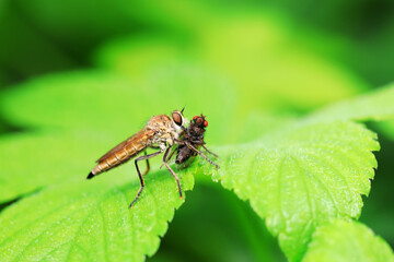 Insectivorous flies live on weeds
