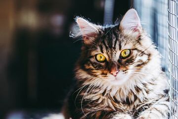 Portrait d'un adorable chaton tigré au poil angora