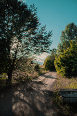 sunset in the forest