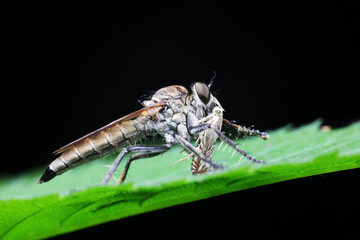 Insectivorous flies prey on weeds