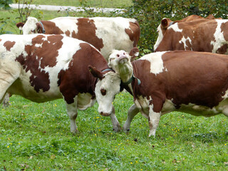 Fototapeta na wymiar Cows and bulls on a meadow in Austrian mountains