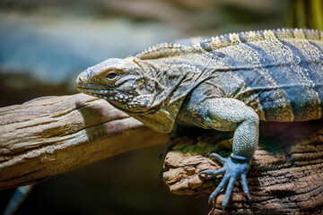 A large lizard monitor lizard crawls on a log. Close-up.