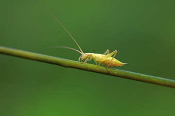 Tree crickets on wild plants, North China
