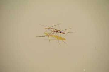 Water strider glides on the water