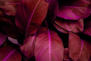 closeup nature view of purple leaf background, dark tone concept