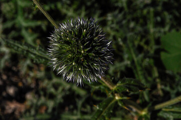 thistle in the grass