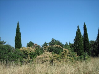 Lush greenery of the southern forest in the dry season under a clear blue sky and hot sun.