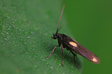 Moths on leaves in nature, North China Plain
