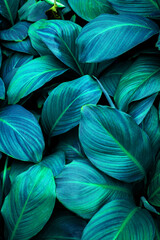 Fototapeta na wymiar closeup nature view of tropical leaf background, dark tone concept