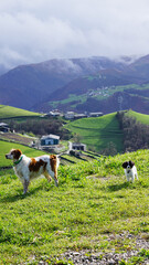 Epagneul Breton