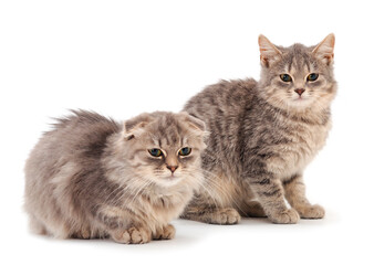 Two small gray kitten.