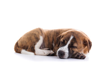 Cute Puppy with paws over  - isolated over a white background