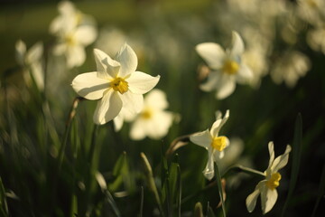 Naklejka na ściany i meble White narcissuses blooming in spring garden, green background