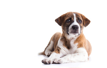 Cute Puppy with paws over eye contact on camera - isolated over a white background